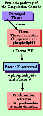 Diagram of the Extrinsic Pathway