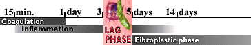 lag phase timeline