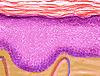 epidermis
